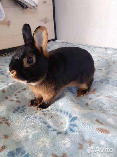 Декоративные кролики