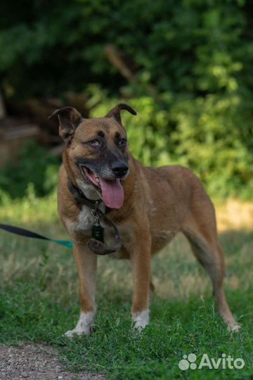 Собака в добрые руки