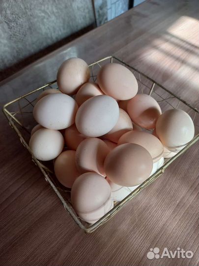 Яйцо куриное