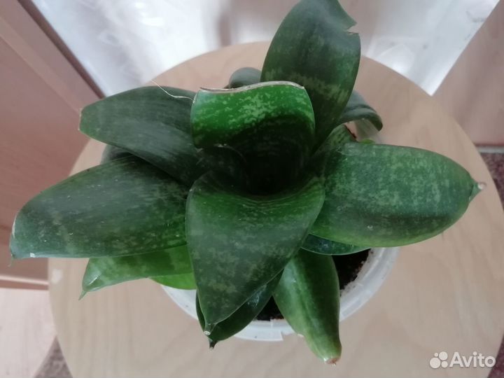 Растение щучий хвост (тёщин язык)