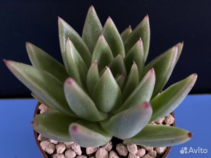 Суккуленты