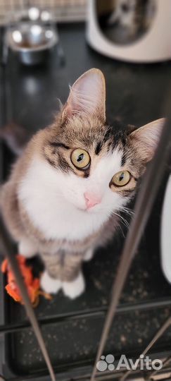Котик лапочка