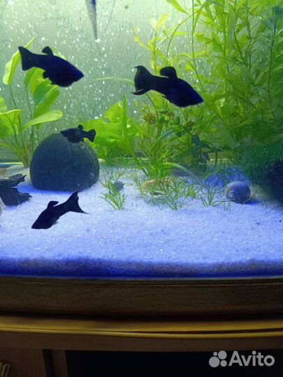 Моллинезия черная