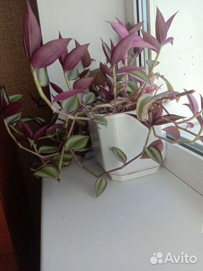 Цветок традесканция зебрина