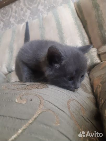 Котята в добрые руки бесплатно
