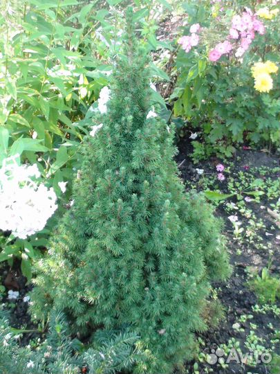 Садовые цветы и растения