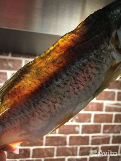 Астраханская вобла