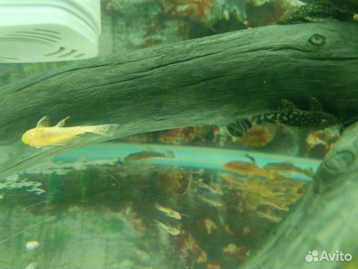 Анциструсы