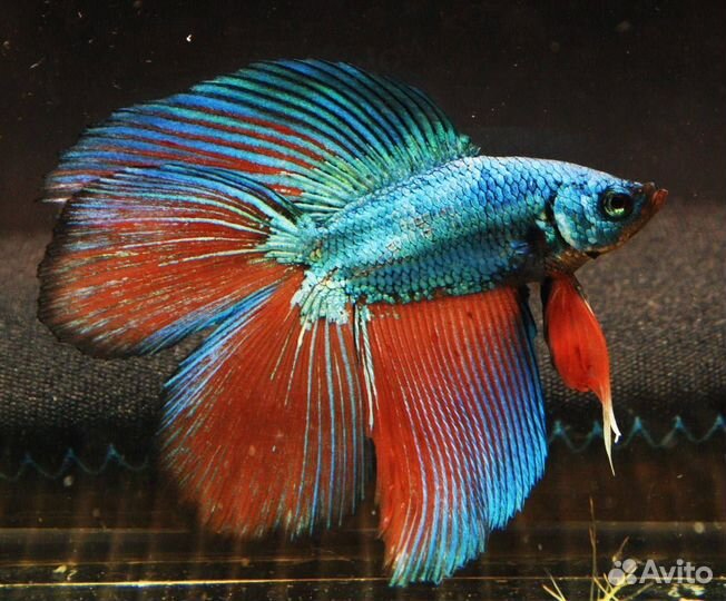 Рыбка петушок