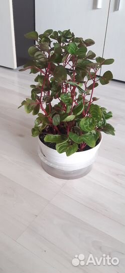 Ирезинехербста