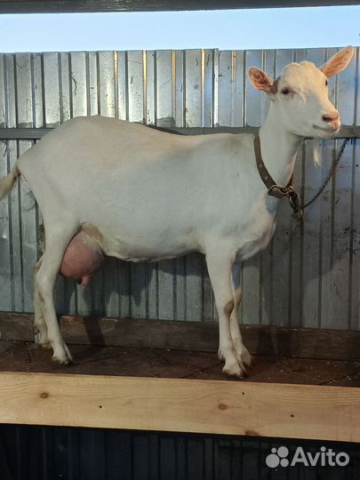Зааненские козы племенные