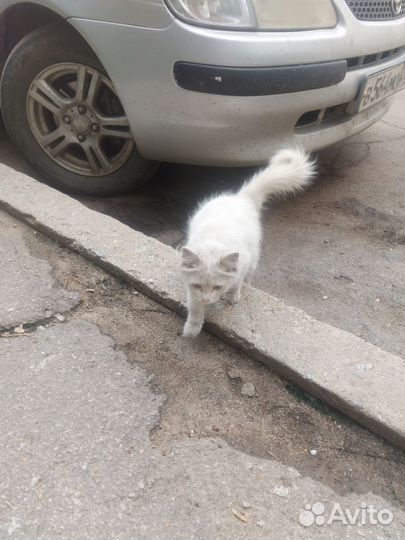 Кошка