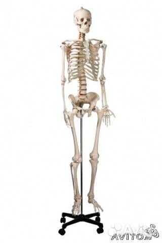 Скелет человека на подставке 170 см (новый)