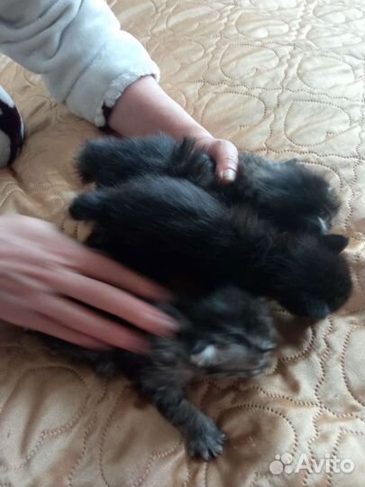 Курильский бобтейл