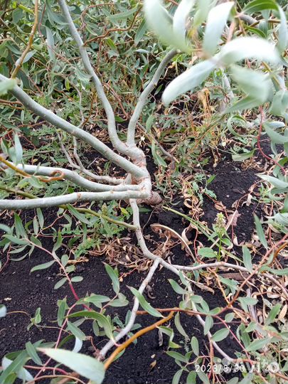 Продажа саженцев с окс