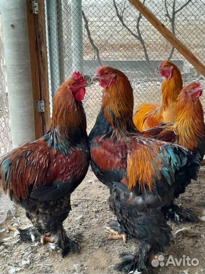 Молодые петухи Брама