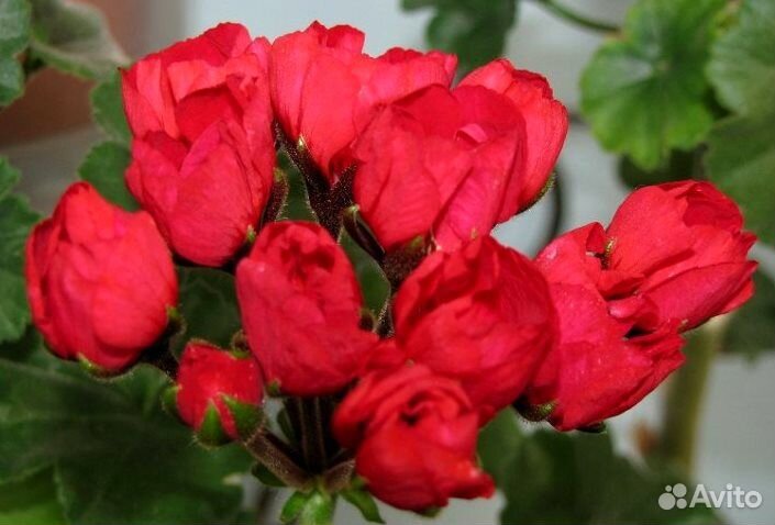 Пеларгонии коллекционные