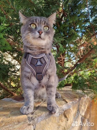 Кот ищет дом