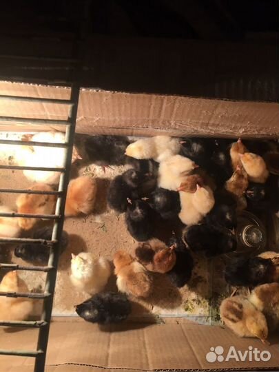 Индюшата Хайбрид Конвектрор(Канада)