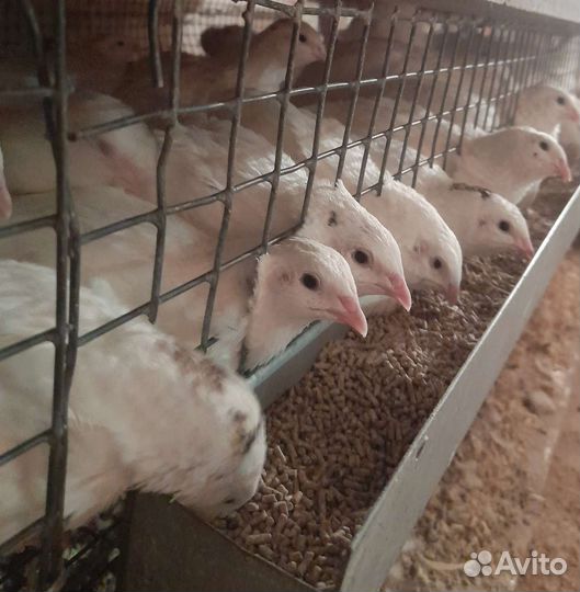 Бройлер Утята