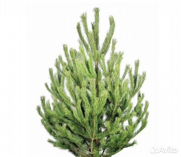 Ель новогодняя живая малый опт и розница