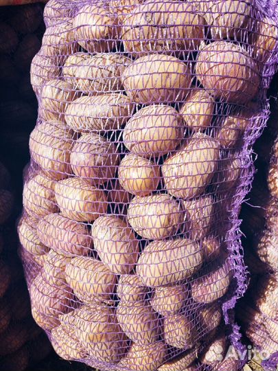 Продам молодой картофель