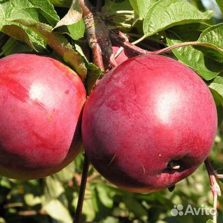 Черенки сортовых яблонь и груш для прививки