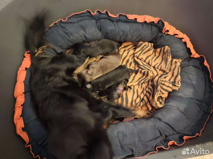 Девочка той