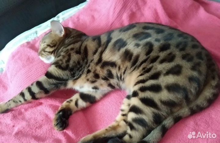 Передержка кошек