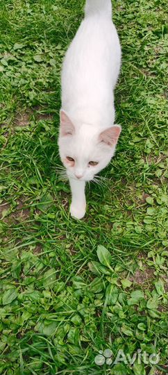 Котенок Турецкая ангора выживает на улице