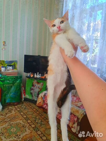 В дар котенок 4 мес трехцветка не берут зайку