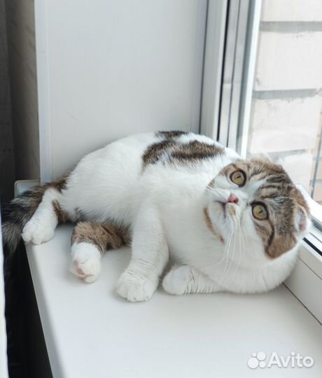 В добрые руки