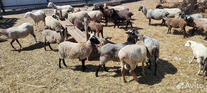 Бараны овцы стадом