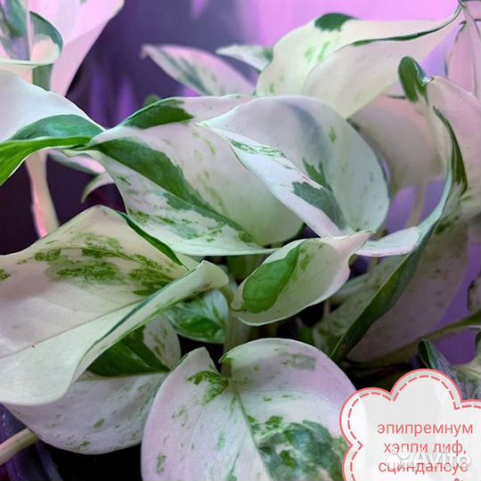 Сциндапсус эпипремнум хеппи лиф, варьегатный