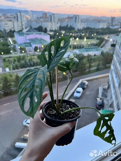 Монстера Адансона