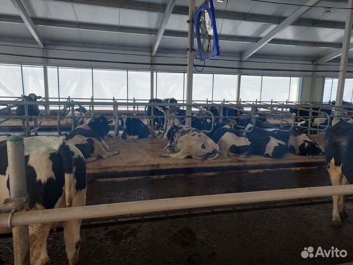 Матрасы для крс