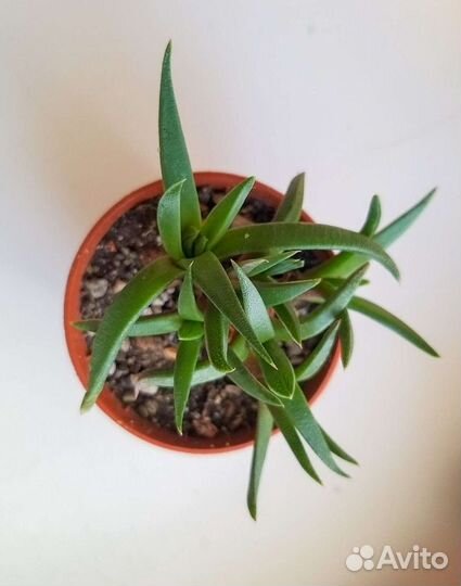 Бергерантус вогнутый (суккулент)