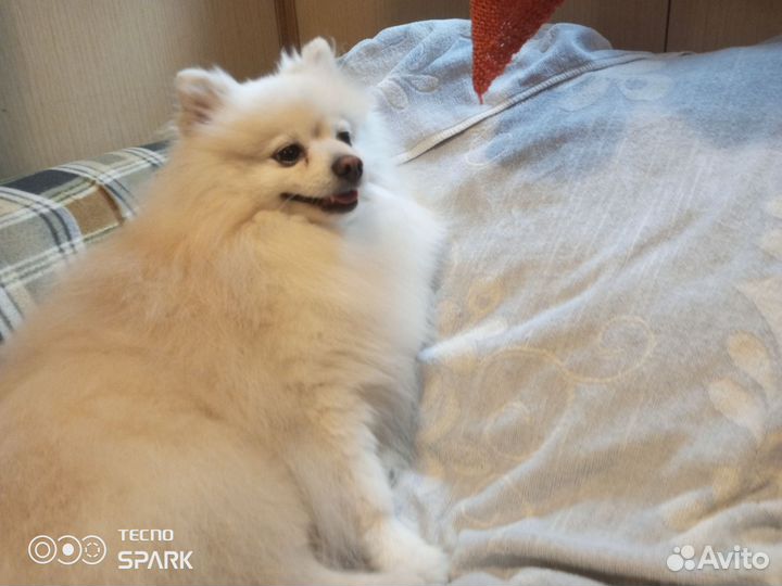 Шпиц белый вязка