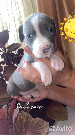 Американский Стаффордширский терьер