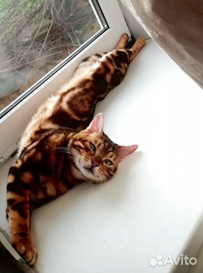 Бенгальский кот