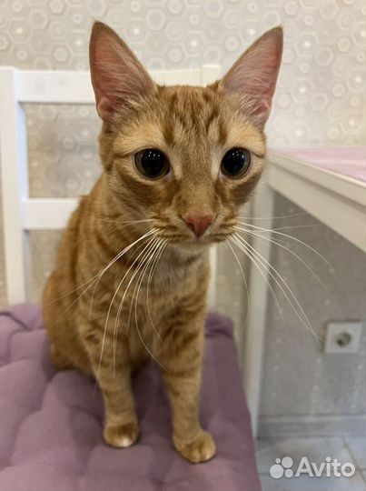 Отдам кота в добрые руки