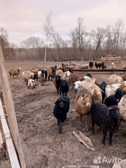 Курдючные бараны овцы
