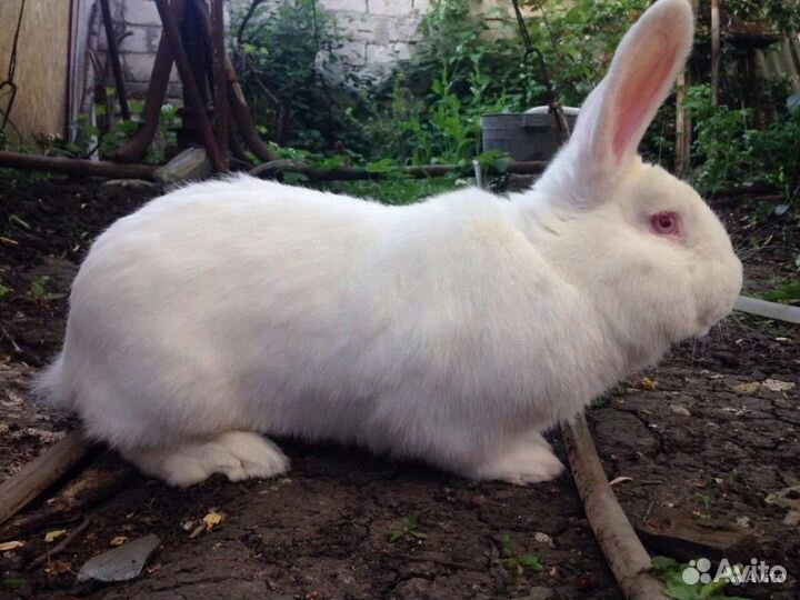 Кролик белый панон