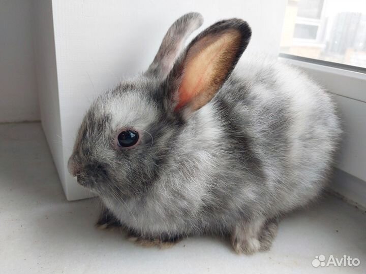 Декоративные кролики 2 мес