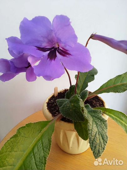 Стрептокарпусы