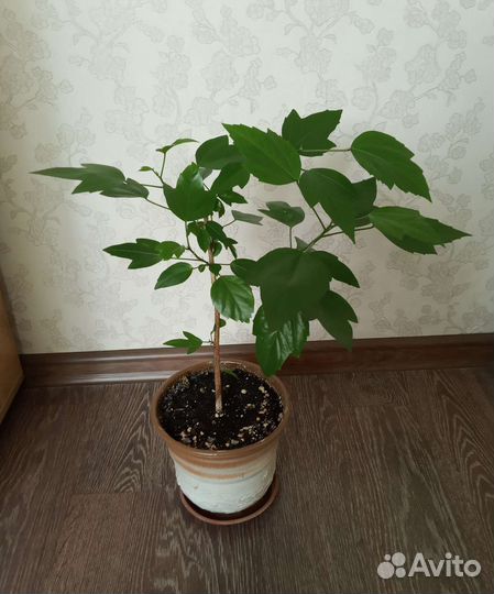 Гибискусы