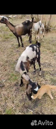 Нубийские козы