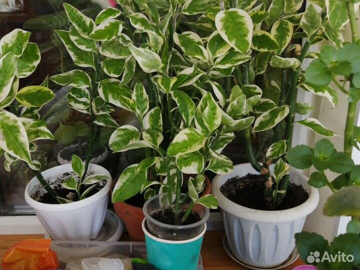 Педилантус и другие разные комнаиные цветы от 50р