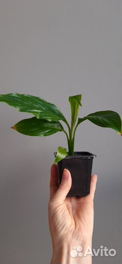 Комнатные растения
