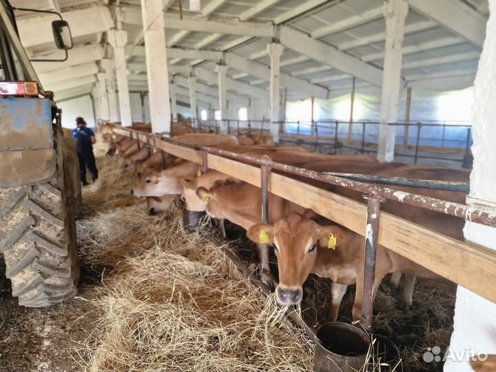 Нетели джерсейской породы крс